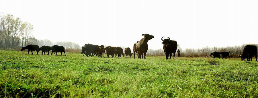 far view of a group of buffalos from 'Bekas Family Farm' grazing on green grass in nature