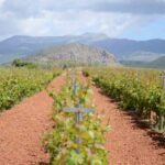 Laconia wine Tourism