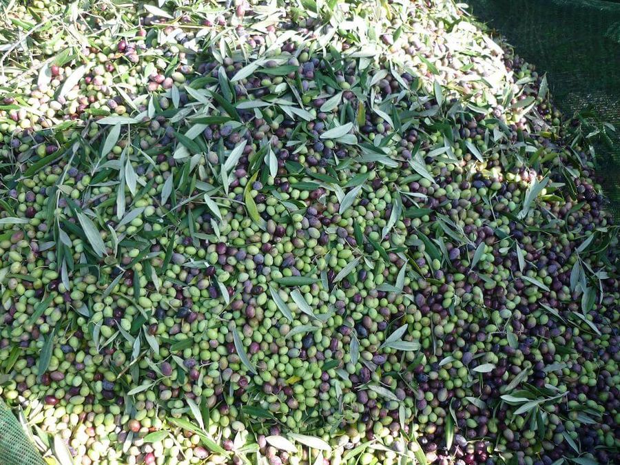 olives green and black 2.jpg