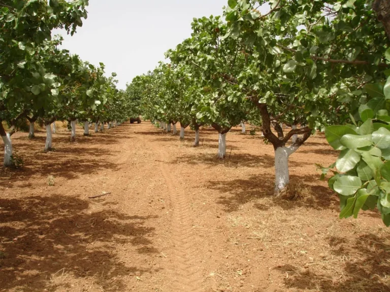 pistachio trees