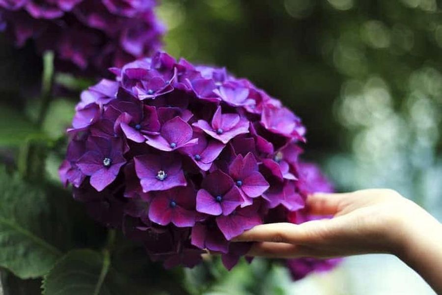 purple geranium flowers - Gastronomy Tours.jpg