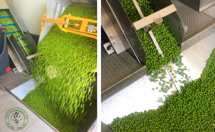 q74LxWlP_antonoliva_extra_virgin_olive_oil_tours_visit_olive_press.webp