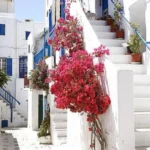 A charming narrow street showcasing white buildings and bright red flowers, offering a delightful and inviting visual experience