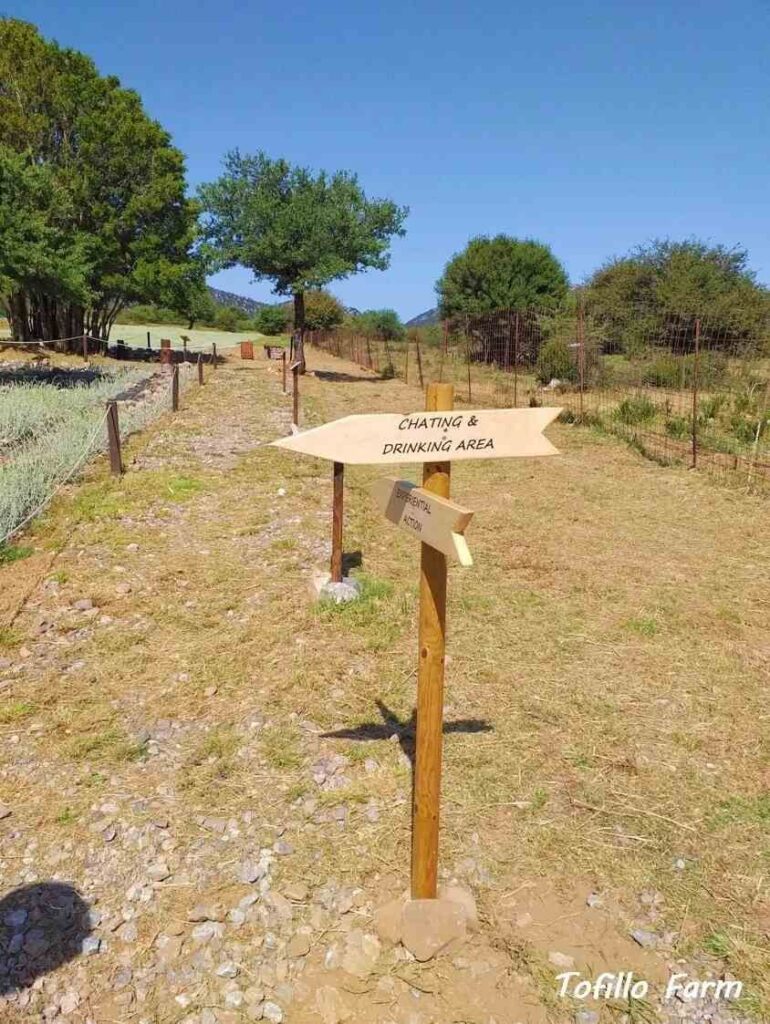 tofillo-Farm-08 (1).jpg