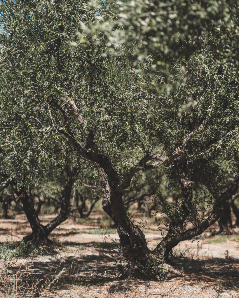 tree-819x1024.jpg