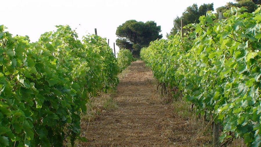 two rows of vines at vineyards in the background of blue sky and trees- Gastronomy Tours.JPG