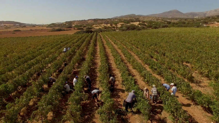 vineyard-768x432.jpg