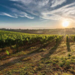 vineyards of Attica greece