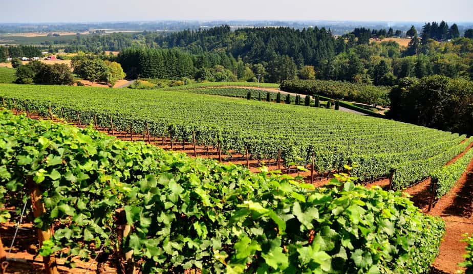 Peloponnese wine tours