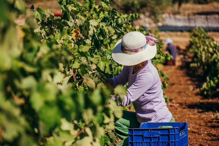 woman picking grapes at Goumas Estate - Gastronomy Tours.jpg