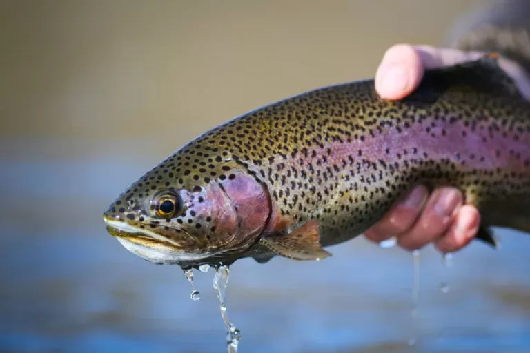 xdSiPSdm_rainbow-trout-768x512.webp